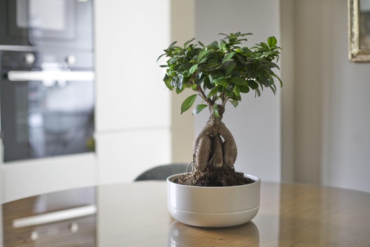 ficus ginseng ficus retusa bonsai tree plant