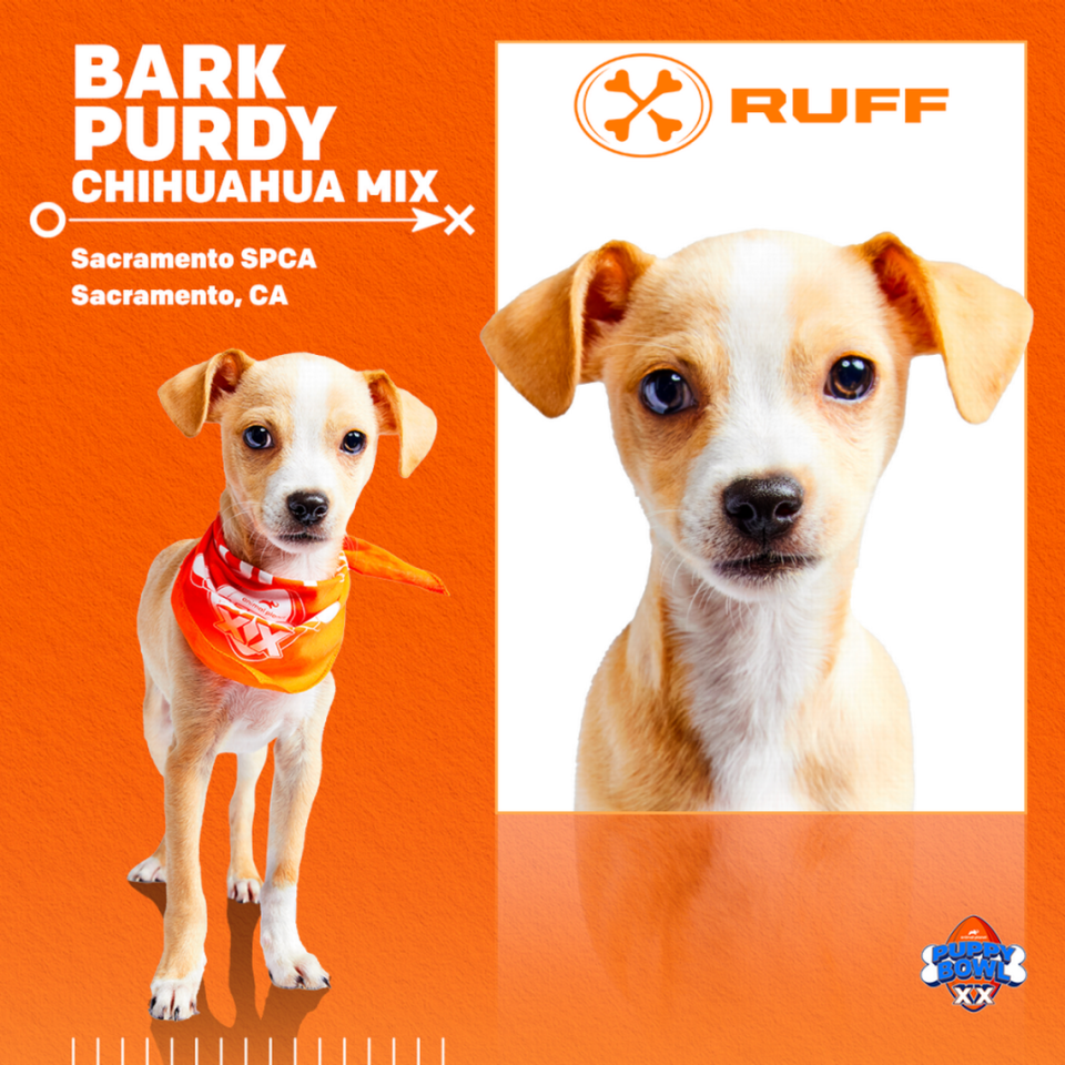 Bark Purdy is a Chihuahua mix, the representative of the Sacramento SPCA in the “Puppy Bowl” on Animal Planet opposite the Super Bowl Feb. 11, 2024 Discovery