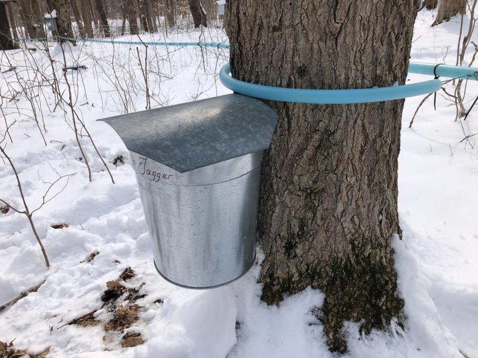 A bucket collects maple sap in one way as tubes deliver sap in another way in 2022's snowy winter at Bendix Woods County Park in New Carlisle.