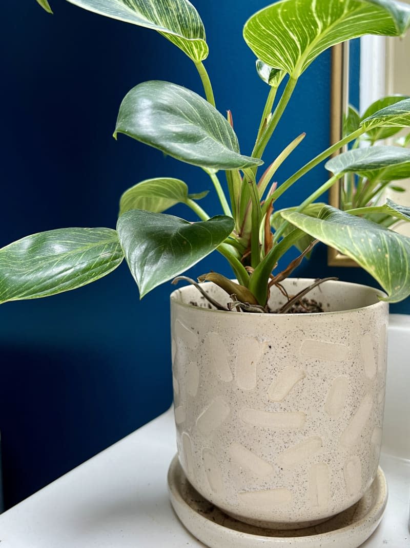 Philodendron birkin plant in ceramic brush stroke pot with draining plate