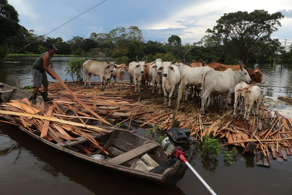 Cows stand on wooden slats to stay above water in Anama, Brazil