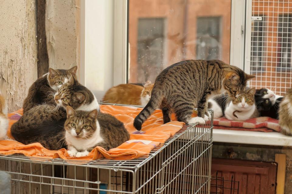 More than one in four cats and kittens entering pounds and shelters are killed. Shutterstock