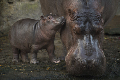 There’s a new baby hippo at Disney’s Animal Kingdom at Walt Disney World Resort — and it’s a boy. Meet Augustus. (Photo: Walt Disney World Resort)