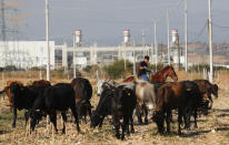 A farmer grazes his cattle near the anewly built power generation plant near Huexca, Morelos state, Mexico, Saturday, Feb. 22, 2020. Huexca means "place of happiness" in the indigenous Náhuatl language. Because of the power plant, the town of fewer than 1,000 inhabitants has become a place of discord rather than happiness. (AP Photo/Eduardo Verdugo)