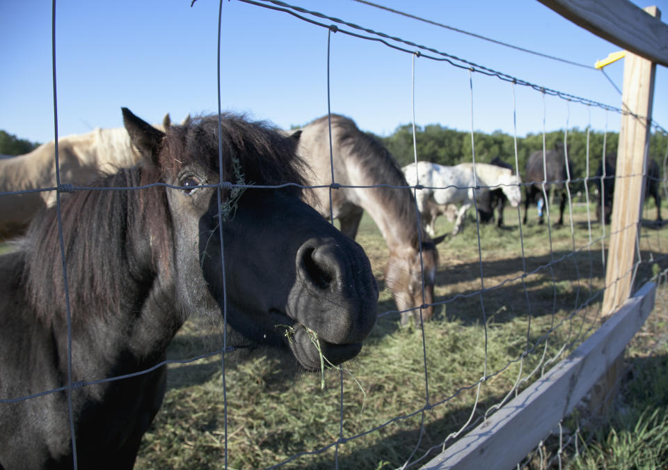 Horses sheltered at animal rescue operation Hooves & Paws Rescue of the Heartland in Glenwood, Iowa, are fed hay Friday, Aug. 17, 2012. Because of drought, little but stubble is left on pastures, and hay prices have soared, forcing some owners who can no longer afford to feed their horses to abandon them on the doorstep of animal rescue operations such as this one run by Genea and Bill Stoops .(AP Photo/Nati Harnik)