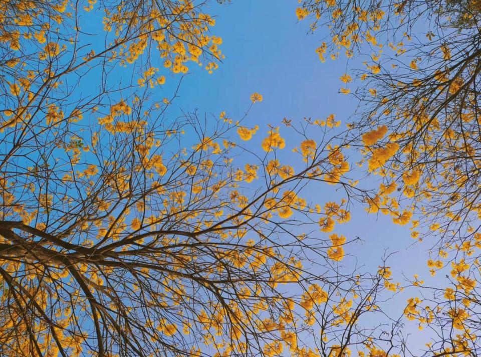 深圳旅遊｜龍崗平湖生態園賞黃花風鈴木！深圳少見童話式風鈴木樹林、預計3月初滿開 附花期+交通方法