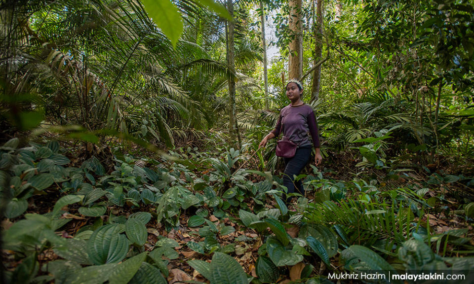 How about 50pct of landmass as forest? - Seputeh MP slams 'vague document'