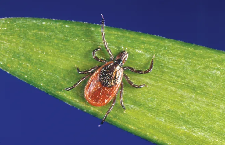 Exposure to ticks puts animals and humans at risk of becoming infected by various diseases