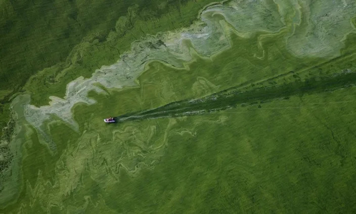 An algae bloom on Lake Erie near Toledo, Ohio. The causes of these blooms vary but they are increasingly being linked to fertilizer runoff.