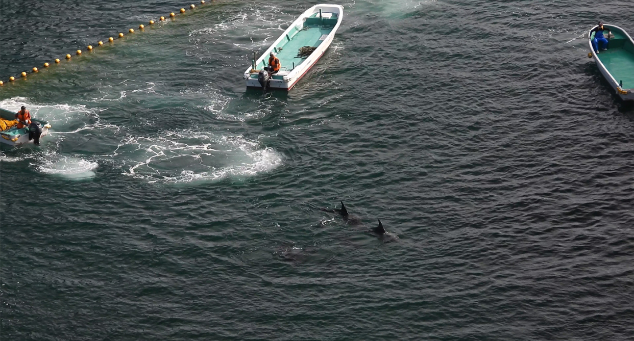 Nine Risso's dolphins being killed by hunters in Taiji on Friday. 