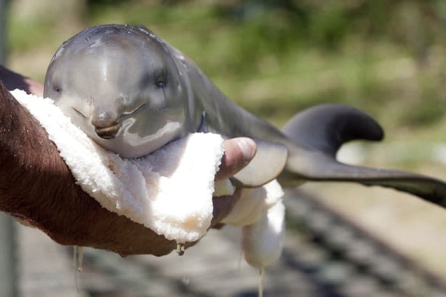 tourist killed baby dolphin