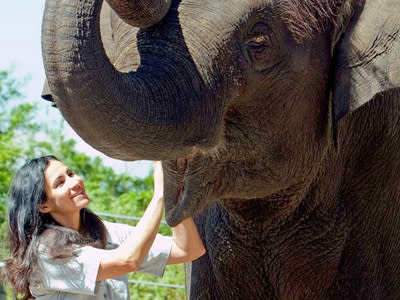 <p>Injured zoo keeper explains elephant's behaviour</p>