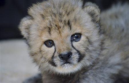 A cheetah cub named Winspear is pictured in this undated handout photo courtesy of the Dallas Zoo, in Dallas, Texas, received by Reuters September 6, 2013. REUTERS/Cathy Burkey/Dallas Zoo/Handout