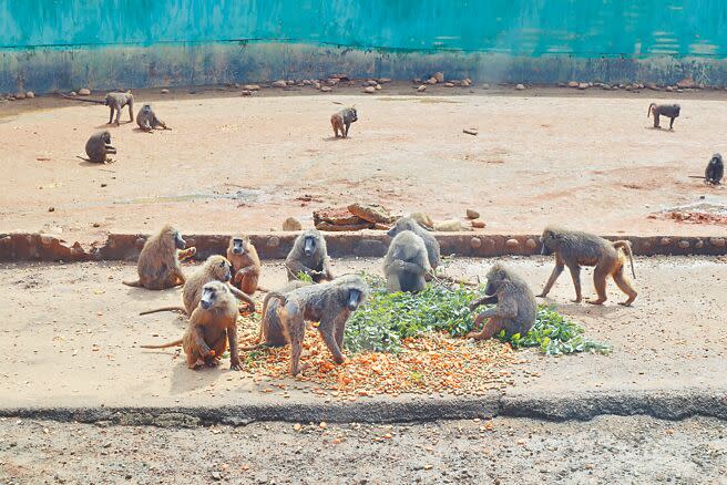 六福村東非狒狒們席地而坐享用美食，並將吃完果皮亂丟。（邱立雅攝）