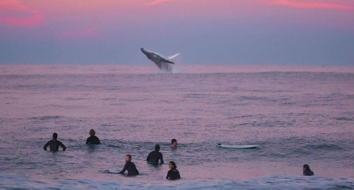 Lucky timing sees Aussie photographer capture favourite picture 'of all time'