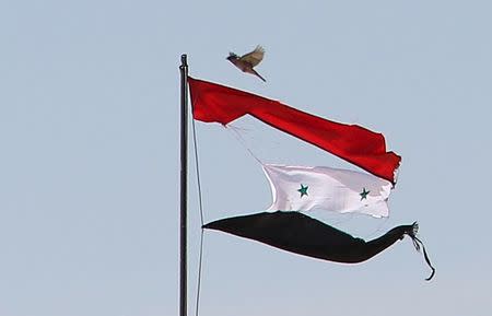 A bird flies near a torn Syrian national flag in the city of Qamishli, Syria April 21, 2016. REUTERS/Rodi Said