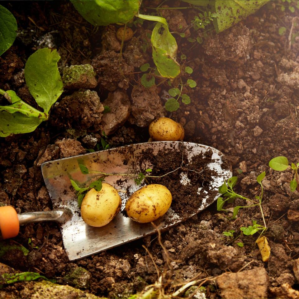 Potatoes being turned over in the soil by a trowel