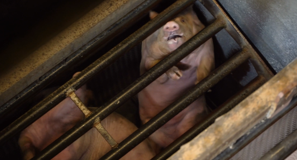 A pig reaches up for air inside the gas chamber.