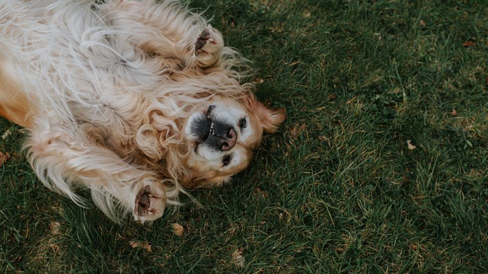 Best dog and cat names — dog on the floor facing the camera