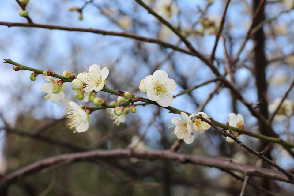 士林官邸梅花初綻(圖片來源：台北市政府公園處)