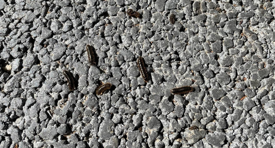 Portuguese millipedes in Melbourne home