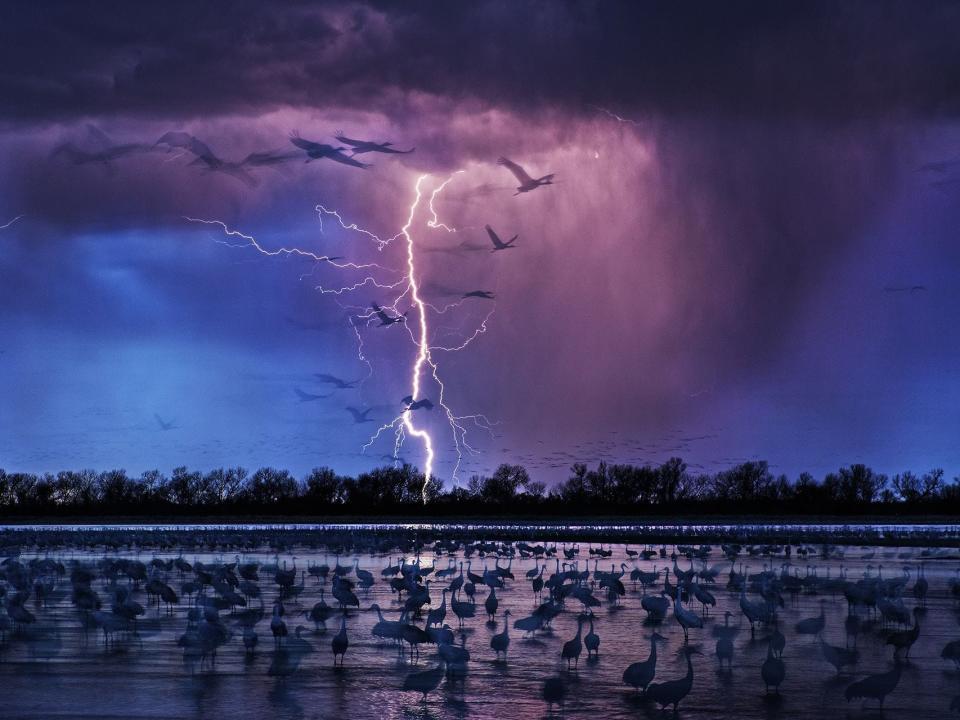 "Sand Hill Cranes" by Randy Olson. Lightning strikes in the distance as sand hill cranes sit in the foreground.