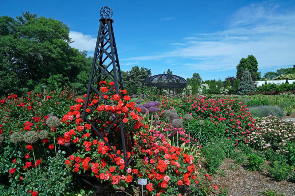 <div class="inline-image__caption"><p>The rose garden at the Royal Botanical Gardens in Hamilton, Ontario, Canada.</p></div> <div class="inline-image__credit">Getty Images</div>