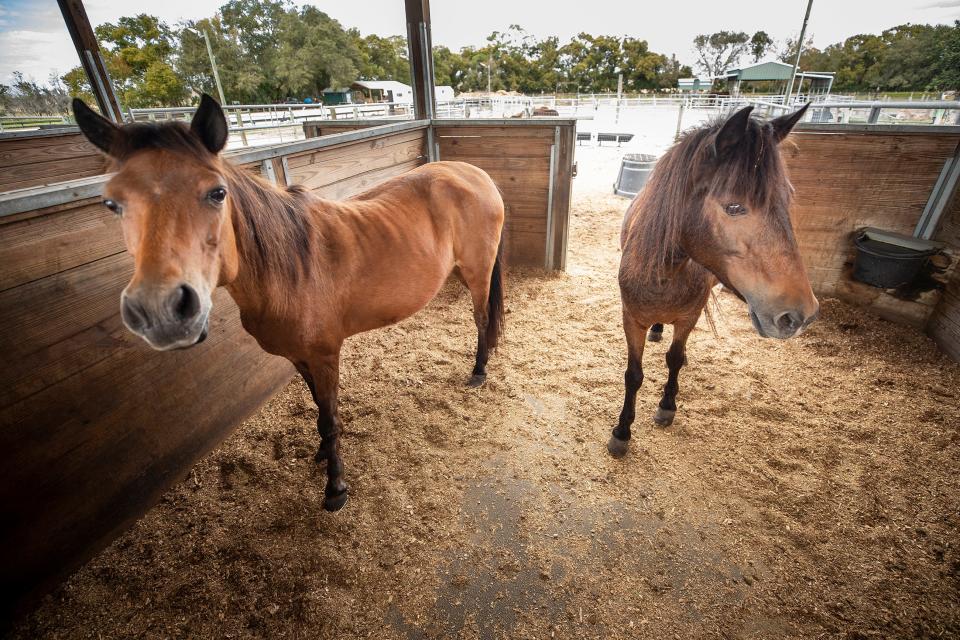 Rescued horses at Hope Equine Rescue in Winter Haven. The nonprofit has program that lets kids read to the rescues. It's also starting a four-month series of classes for first-time horse owners.