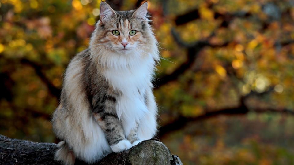 Norwegian forest cat