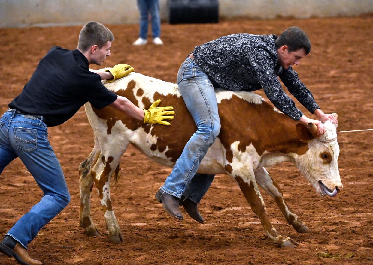 Abilene Christian University students try to ride a calf across a finish line as part of the ACU Intramural Rodeo April 25.