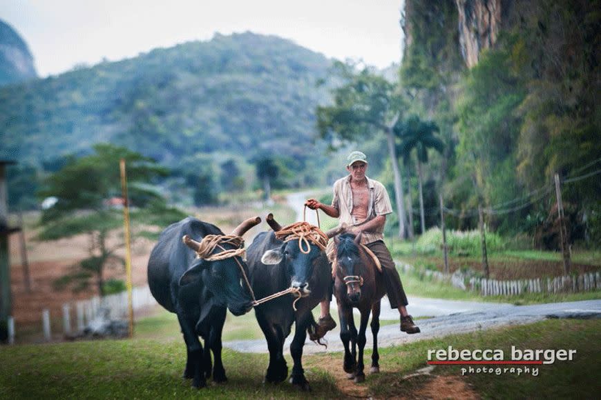 A farmer leads his cattle along the main road in Vinales, where tobacco is grown.