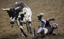 Ryan Grace, 10, falls in the mini bull riding competition at the 108th National Western Stock Show in Denver January 11, 2014. The show, which features more than 15,000 head of livestock, opened on Saturday and runs through January 26. REUTERS/Rick Wilking (UNITED STATES - Tags: ANIMALS SOCIETY)