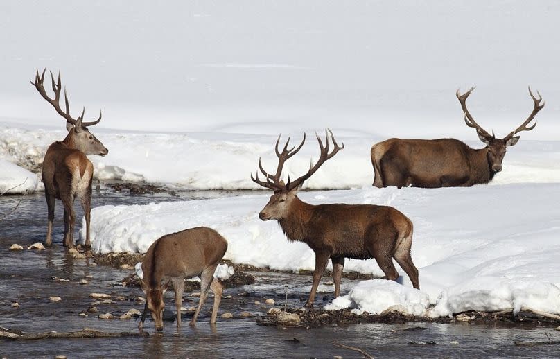 Italy's Dolomites are home to all kinds of unique flora and fauna