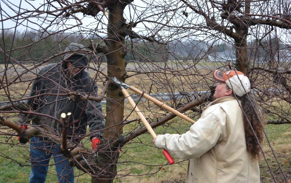 There are certain steps to follow when pruning apple trees if you want to encourage fruit to grow. Removing dead, diseased or weak branches is part of the process.