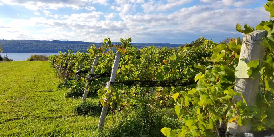 <p><strong>Best East Coast Wine Region </strong></p><p>This upstate New York <a href="https://www.bestproducts.com/fun-things-to-do/g2504/best-wineries-in-new-york-near-me/" rel="nofollow noopener" target="_blank" data-ylk="slk:wine-making region;elm:context_link;itc:0;sec:content-canvas" class="link ">wine-making region</a> is home to more than 100 wineries, many clustered around Seneca and Cayuga lakes. Take a tour and have a tasting (the region is known for its rieslings) at scenic wineries like <a href="https://go.redirectingat.com?id=74968X1596630&url=https%3A%2F%2Fwww.tripadvisor.com%2FAttraction_Review-g47877-d3598084-Reviews-Chateau_Lafayette_Reneau-Hector_Finger_Lakes_New_York.html&sref=https%3A%2F%2Fwww.countryliving.com%2Flife%2Fg37186621%2Fbest-places-to-experience-and-visit-in-the-usa%2F" rel="nofollow noopener" target="_blank" data-ylk="slk:Chateau LaFayette Reneau;elm:context_link;itc:0;sec:content-canvas" class="link ">Chateau LaFayette Reneau</a> and <a href="https://go.redirectingat.com?id=74968X1596630&url=https%3A%2F%2Fwww.tripadvisor.com%2FAttraction_Review-g29847-d5214518-Reviews-Long_Point_Winery-Aurora_Finger_Lakes_New_York.html&sref=https%3A%2F%2Fwww.countryliving.com%2Flife%2Fg37186621%2Fbest-places-to-experience-and-visit-in-the-usa%2F" rel="nofollow noopener" target="_blank" data-ylk="slk:Long Point;elm:context_link;itc:0;sec:content-canvas" class="link ">Long Point</a>, then overnight it in pretty little lakeside towns like <a href="https://www.bestproducts.com/fun-things-to-do/a1117/perfect-weekend-getaways-from-nyc/" rel="nofollow noopener" target="_blank" data-ylk="slk:Aurora;elm:context_link;itc:0;sec:content-canvas" class="link ">Aurora</a> and Watkins Glen. </p><p><strong><em>Where to Stay:</em> </strong><a href="https://go.redirectingat.com?id=74968X1596630&url=https%3A%2F%2Fwww.tripadvisor.com%2FHotel_Review-g48815-d1128080-Reviews-Watkins_Glen_Harbor_Hotel-Watkins_Glen_Finger_Lakes_New_York.html&sref=https%3A%2F%2Fwww.countryliving.com%2Flife%2Fg37186621%2Fbest-places-to-experience-and-visit-in-the-usa%2F" rel="nofollow noopener" target="_blank" data-ylk="slk:Watkins Glen Harbor Hotel;elm:context_link;itc:0;sec:content-canvas" class="link ">Watkins Glen Harbor Hotel</a>, <a href="https://go.redirectingat.com?id=74968X1596630&url=https%3A%2F%2Fwww.tripadvisor.com%2FHotel_Review-g29847-d571133-Reviews-The_Aurora_Inn-Aurora_Finger_Lakes_New_York.html&sref=https%3A%2F%2Fwww.countryliving.com%2Flife%2Fg37186621%2Fbest-places-to-experience-and-visit-in-the-usa%2F" rel="nofollow noopener" target="_blank" data-ylk="slk:The Inns of Aurora;elm:context_link;itc:0;sec:content-canvas" class="link ">The Inns of Aurora</a></p>