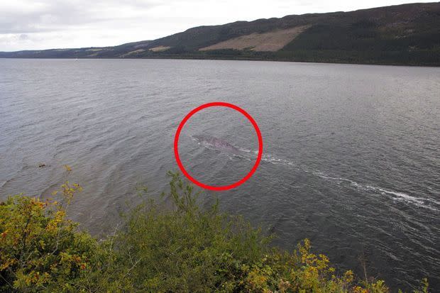 La traînée de vaguelettes montre que l'animal aquatique se déplace, affleurant à la surface.