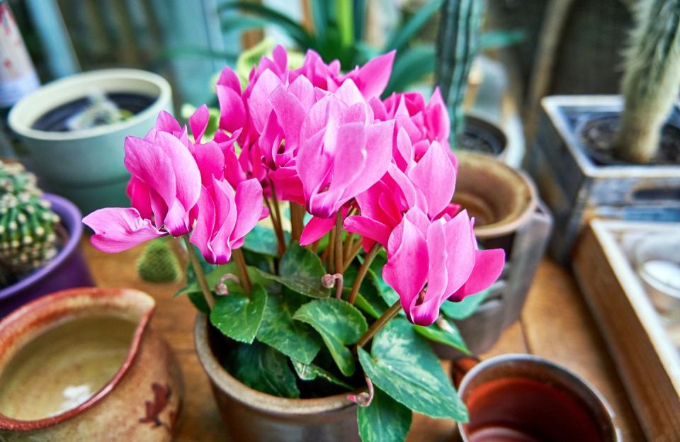 pink cyclamen flowers in a flowerpot