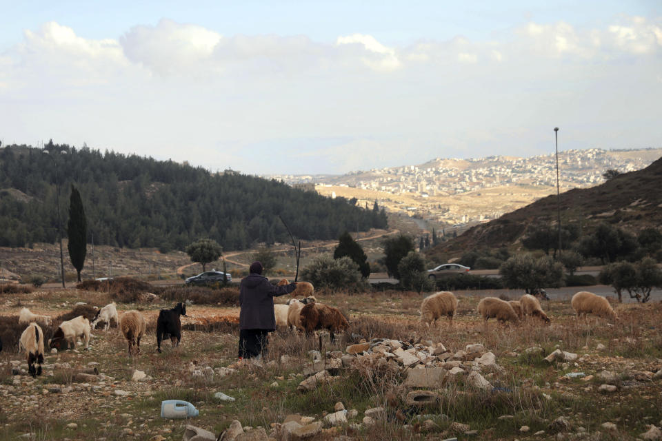 A Palestinian shepherd herds her flock at Givat Hamatos settlement in east Jerusalem, Sunday, Nov. 15, 2020. A settlement watchdog group said Sunday that Israel is moving ahead with new construction of hundreds of homes in the strategic east Jerusalem settlement that threatens to cut off parts of the city claimed by Palestinians from the West Bank. (AP Photo/Mahmoud Illean)