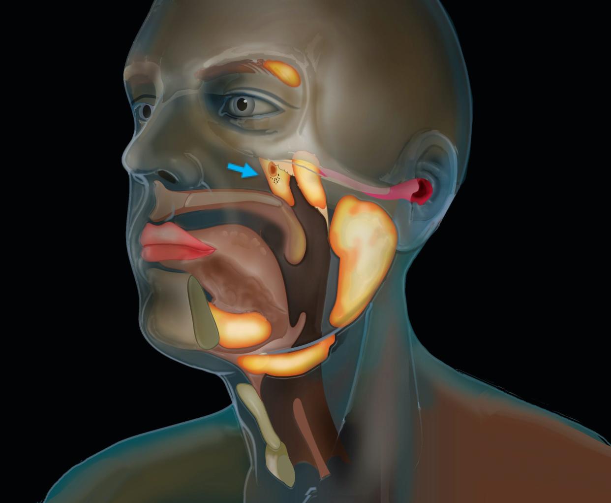 tubarial glands