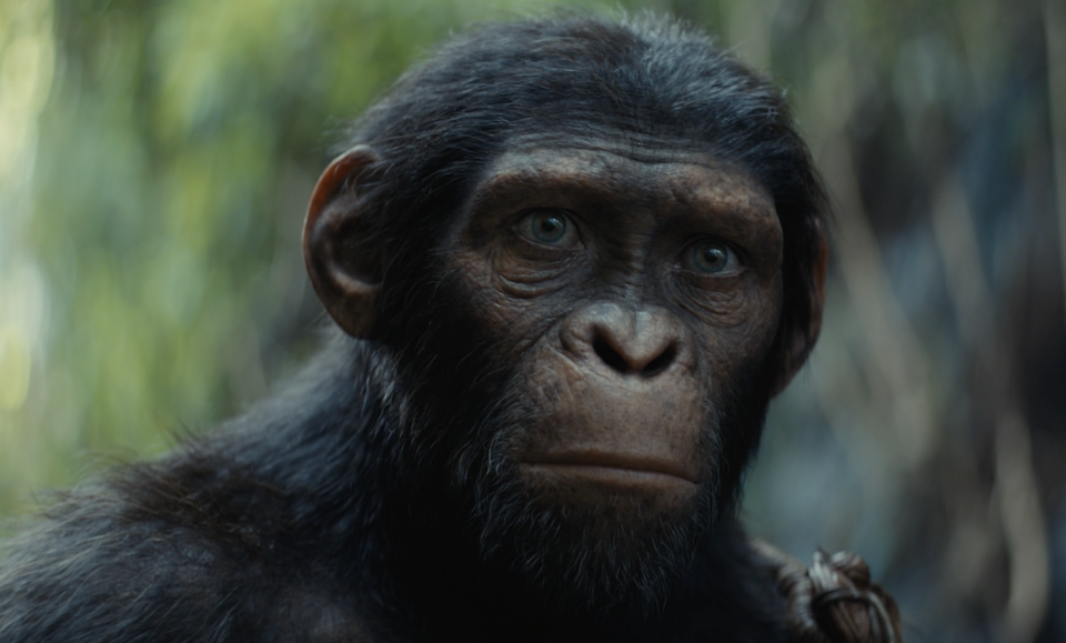 A scene from Kingdom of the Planet of the Apes