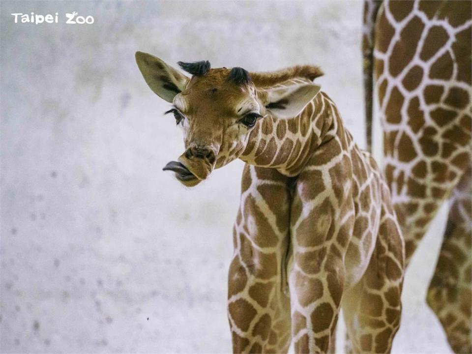 超萌！動物園長頸鹿寶寶見客初體驗　與斑馬室友嬉戲打鬧