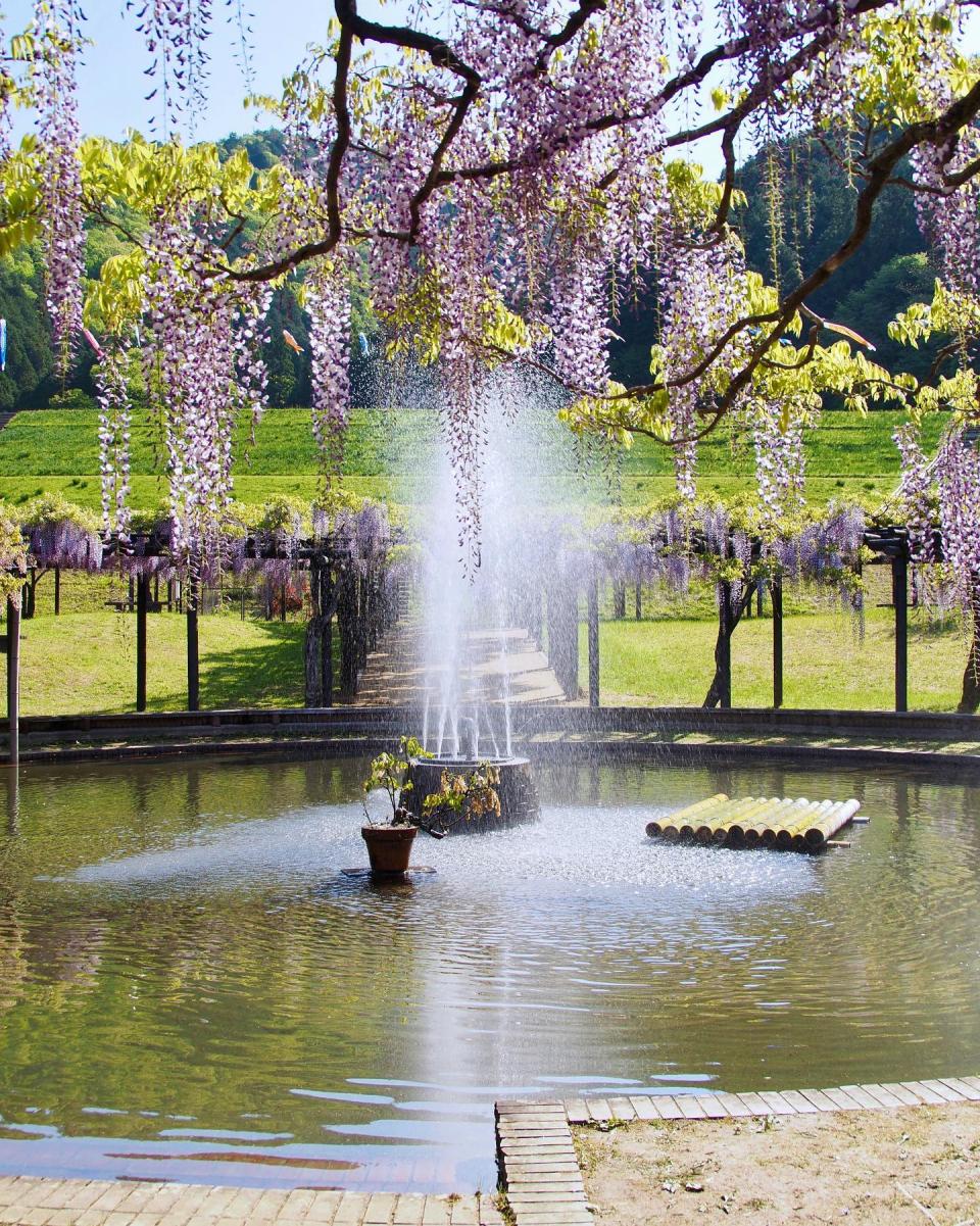 日本旅遊｜5大紫藤名所推介！足利花卉公園/白毫寺/世羅藤園/河內藤園紫藤園｜附祭典+點燈日期