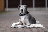 A British Great Dane who loves chicken dinners is thought to be the oldest in the world -- after smashing the previous record by years. Pirate the pooch is 11-and-a-half years old and has been adored by the Valentino family since they rescued him from the RSPCA more than a decade ago. One of the biggest breeds in the world, Great Danes often don't live for longer than six or seven years. But the 5ft 10in giant will be celebrating his 12th birthday in a few months time, and is thought to the the oldest of his breed in the world.