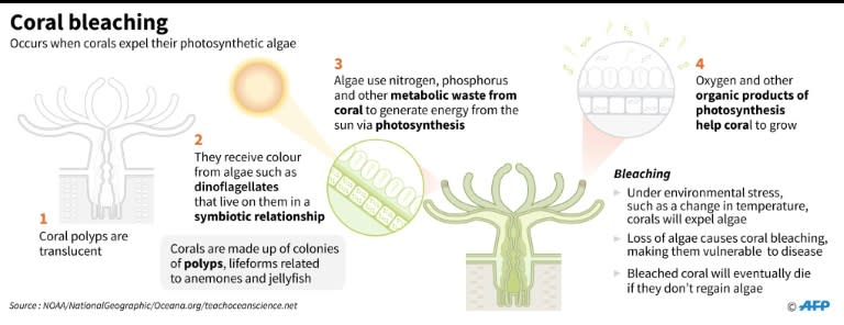 Coral bleaching