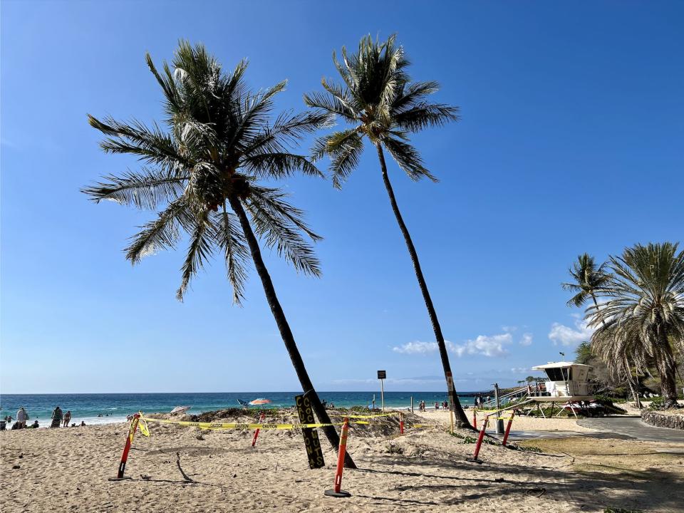 palm trees wrapped with caution tape at Hapuna beach