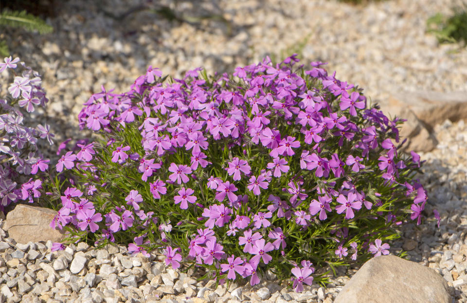 Le phlox mousse