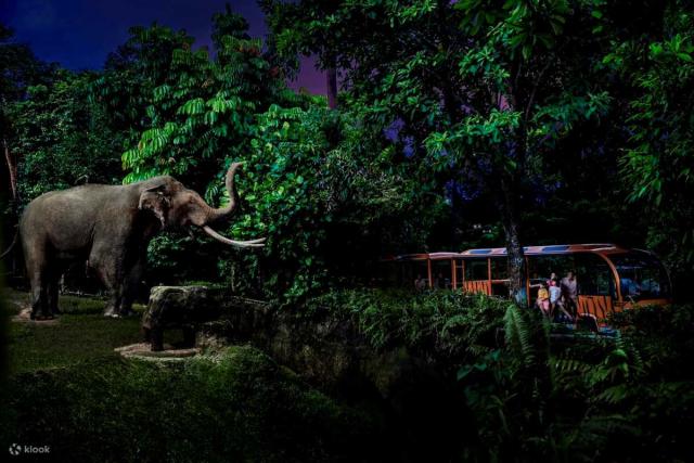 best things to do in singapore - night safari tram ride