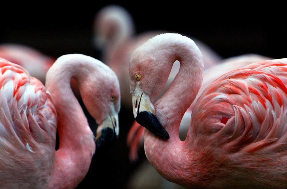 The Flamingo Las Vegas