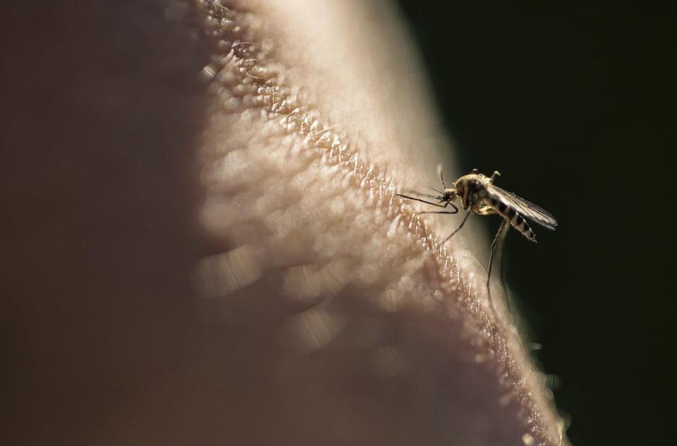 <span class="caption">Mosquito-borne diseases are estimated to cause over 1 million deaths a year.</span> <span class="attribution"><a class="link " href="https://www.gettyimages.com/detail/photo/biting-mosquito-royalty-free-image/960349766" rel="nofollow noopener" target="_blank" data-ylk="slk:mrs/Moment via Getty Images;elm:context_link;itc:0;sec:content-canvas">mrs/Moment via Getty Images</a></span>