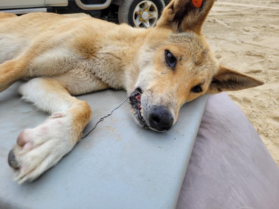 The female dingo's paw became tethered to her face after she tried to remove the hooks in her gums